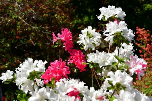 2019-04-28 B-Resized 五大尊のツツジ(越生町)‥ (15).jpg