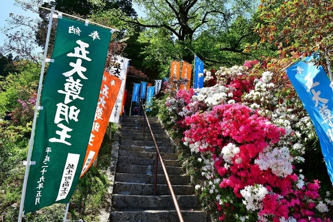 2019-04-28 B-Resized 五大尊のツツジ(越生町)‥ (18).jpg