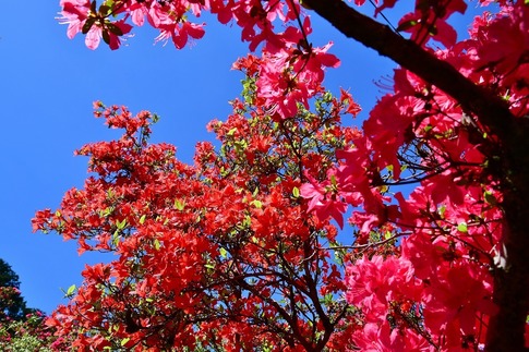 2019-04-28 B-Resized 五大尊のツツジ(越生町)‥ (20).jpg