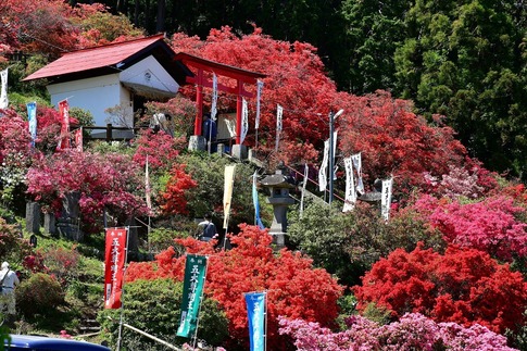 2019-04-28 B-Resized 五大尊のツツジ(越生町)‥ (22).jpg