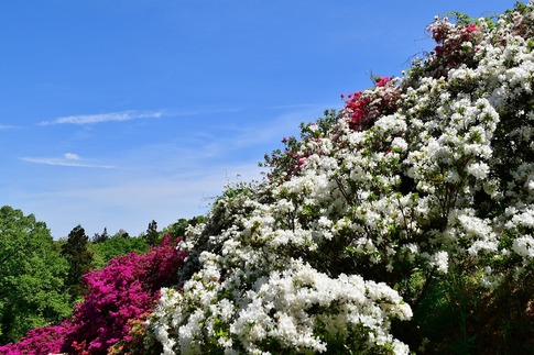 2019-04-28 B-Resized 五大尊のツツジ(越生町)‥ (6).jpg