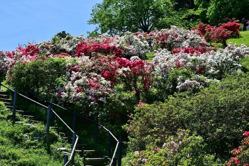 2019-04-28 B-Resized 五大尊のツツジ(越生町)‥ (8).jpg