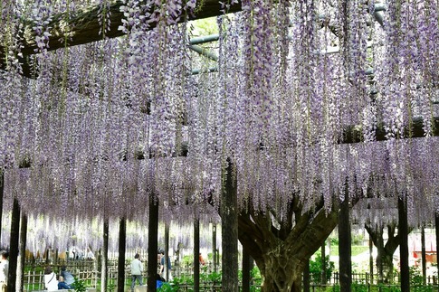2019-05-03 Resized 玉敷神社の藤ほか‥ (10).jpg