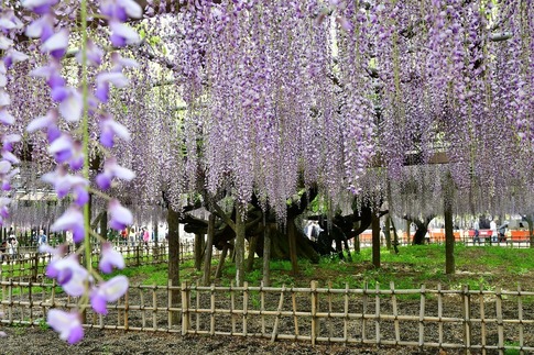 2019-05-03 Resized 玉敷神社の藤ほか‥ (12).jpg
