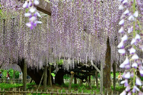 2019-05-03 Resized 玉敷神社の藤ほか‥ (15).jpg