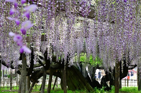 2019-05-03 Resized 玉敷神社の藤ほか‥ (16).jpg