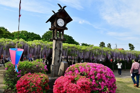 2019-05-03 Resized 玉敷神社の藤ほか‥ (3).jpg