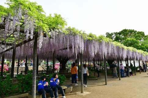 2019-05-03 Resized 玉敷神社の藤ほか‥ (4).jpg