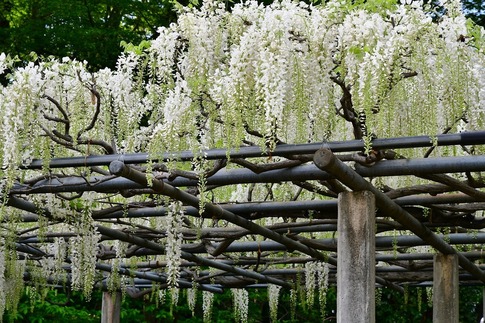 2019-05-03 Resized 玉敷神社の藤ほか‥ (5).jpg