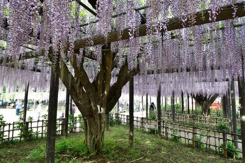 2019-05-03 Resized 玉敷神社の藤ほか‥ (6).jpg