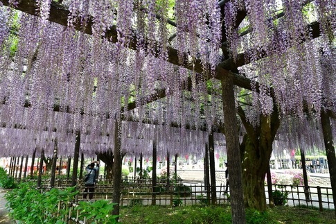2019-05-03 Resized 玉敷神社の藤ほか‥ (7).jpg
