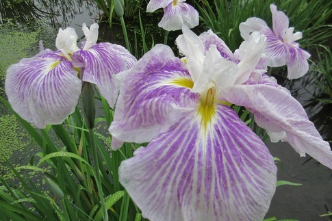 2019-06-09 Resized 平成の森公園‥ (10).jpg