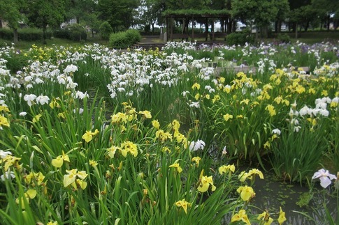 2019-06-09 Resized 平成の森公園‥ (12).jpg