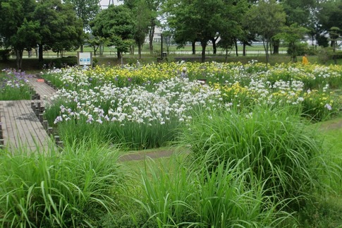 2019-06-09 Resized 平成の森公園‥ (1).jpg