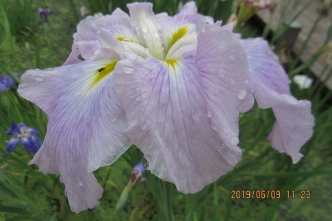 2019-06-09 Resized 平成の森公園‥ (2).jpg