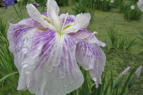 2019-06-09 Resized 平成の森公園‥ (3).jpg