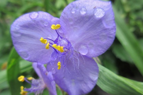 2019-06-09 Resized 薔薇の小径‥ (1).jpg