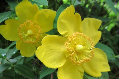 2019-06-09 Resized 薔薇の小径‥ (2).jpg