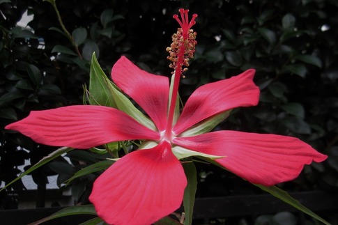2019-08-12 Resized モミジアオイ‥.jpg