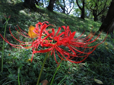 2019-08-25 Resized 桜堤の彼岸花‥ (3).jpg