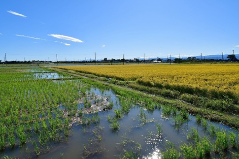 2019-10-13 Resized 台風19号通過跡(川島町)‥ (3).jpg