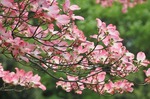 ハナミズキとヤマブキ(平塚公園).jpg
