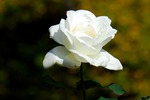 B-Resized 代々木公園の薔薇‥.jpg