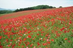 B-Resized 秩父高原牧場のポピーほか‥.jpg