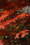 B-Resized 晩秋の比企丘陵‥八丁湖.jpg