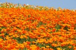 B-Resized 北部運動公園のポピーほか‥(太田市).jpg