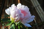 C-Resized 東照宮の冬ぼたん‥.jpg
