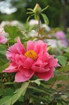 D-Resized (東松山ぼたん園‥).jpg