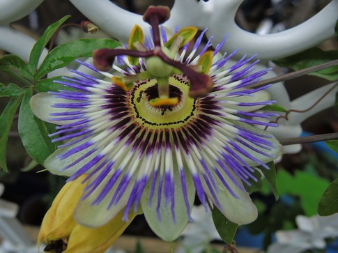 Resized トケイソウ‥ .jpg