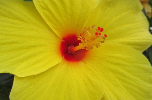 Resized ハイビスカス‥ (1).jpg