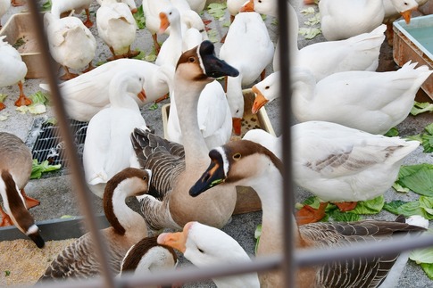 Resized 東武動物公園‥ (10).jpg
