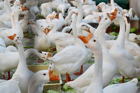 Resized 東武動物公園‥ (11).jpg