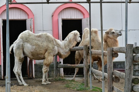 Resized 東武動物公園‥ (12).jpg