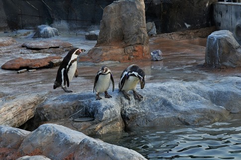 Resized 東武動物公園‥ (6).jpg