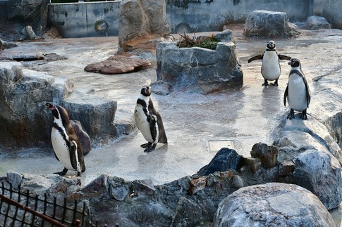Resized 東武動物公園‥ (8).jpg