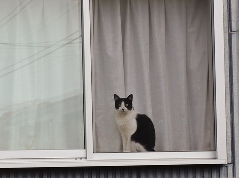 Resized 窓辺の猫‥ (1).jpg
