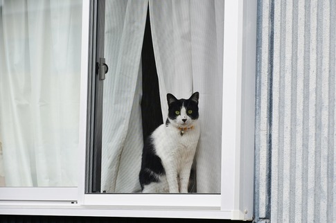 Resized 窓辺の猫‥(2).jpg