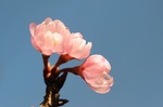 Resized ジュウガツザクラ‥.jpg