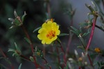Resized 夏の花(番外編).jpg