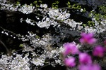 Resized 岩根山のミツバツツジ‥.jpg