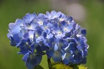 Resized 雉とアゲハチョウ‥.jpg